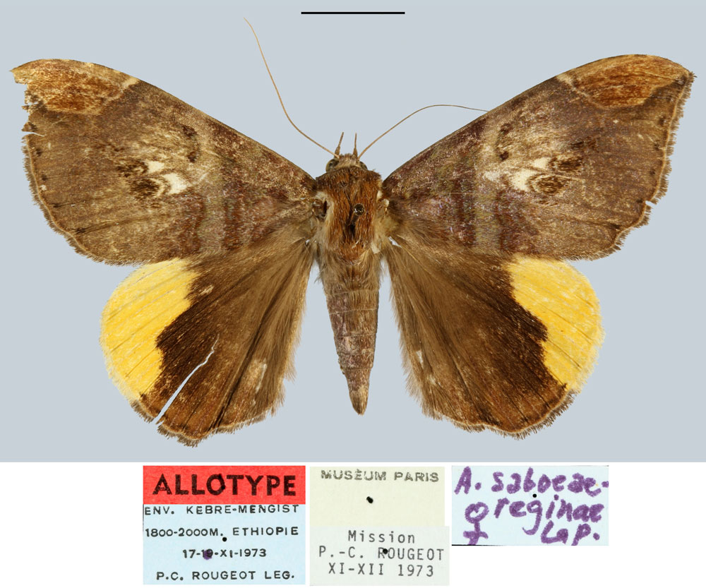 /filer/webapps/moths/media/images/S/saboeaereginae_Achaea_AT_MNHN.jpg