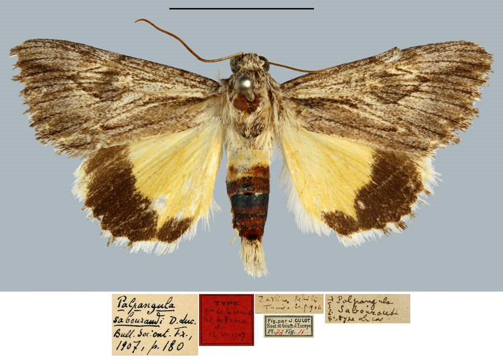 /filer/webapps/moths/media/images/S/sabouraudi_Palpangula_HT_MNHN.jpg