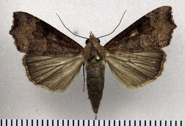 /filer/webapps/moths/media/images/S/sabulifera_Anomis_AF_Fiebig.jpg