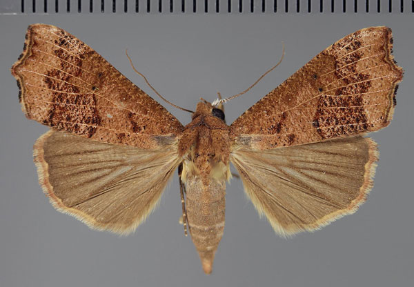 /filer/webapps/moths/media/images/S/sabulifera_Anomis_AF_Fiebig_01.jpg
