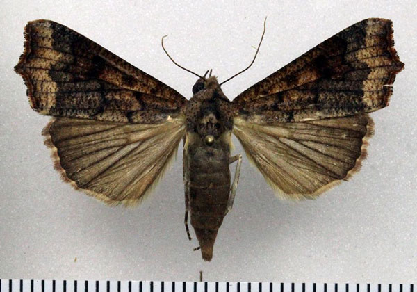 /filer/webapps/moths/media/images/S/sabulifera_Anomis_AF_Fiebig_02.jpg