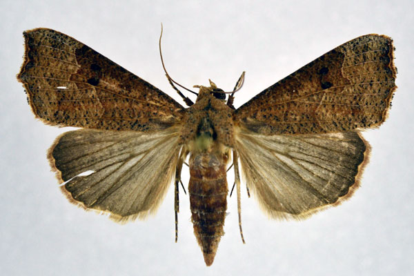 /filer/webapps/moths/media/images/S/sabulifera_Anomis_AF_NHMO.jpg