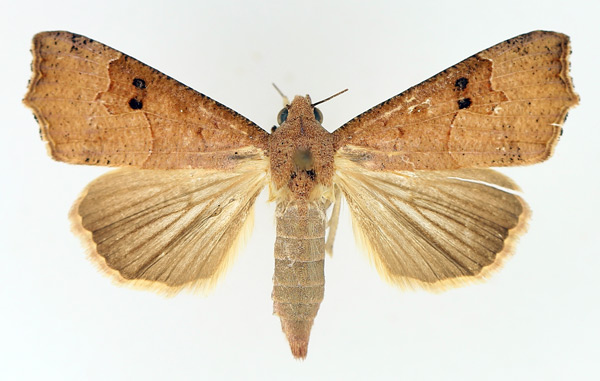 /filer/webapps/moths/media/images/S/sabulifera_Anomis_AF_TMSA_01.jpg