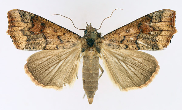 /filer/webapps/moths/media/images/S/sabulifera_Anomis_AF_TMSA_02.jpg