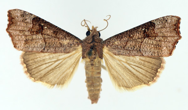 /filer/webapps/moths/media/images/S/sabulifera_Anomis_AM_TMSA_02.jpg