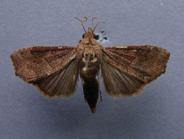 /filer/webapps/moths/media/images/S/sabulifera_Anomis_A_Baron.jpg