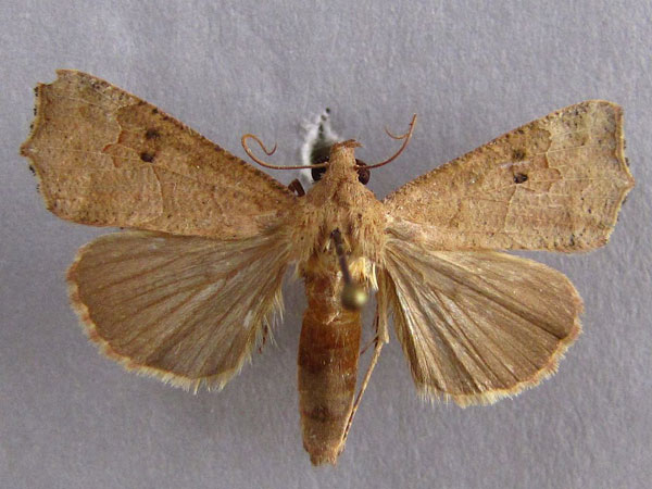 /filer/webapps/moths/media/images/S/sabulifera_Anomis_A_Baron_01.jpg