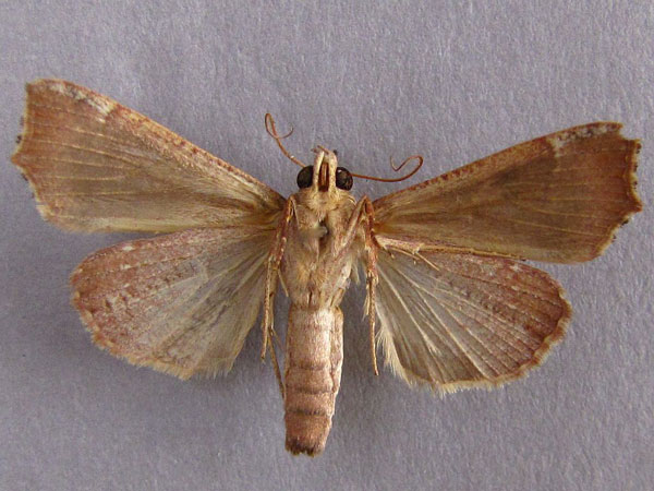 /filer/webapps/moths/media/images/S/sabulifera_Anomis_A_Baron_02.jpg