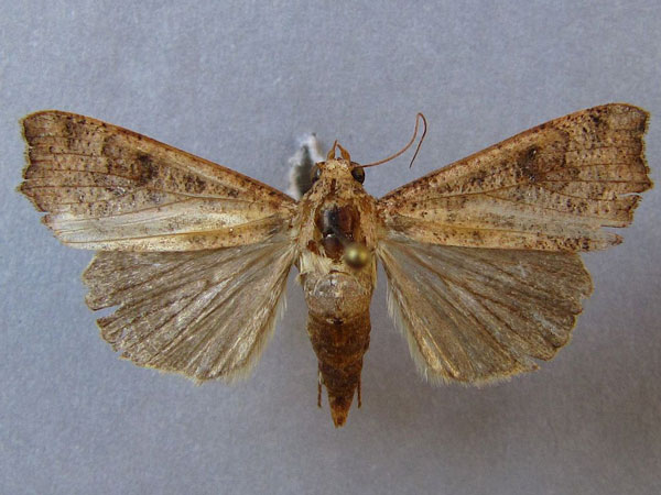 /filer/webapps/moths/media/images/S/sabulifera_Anomis_A_Baron_03.jpg