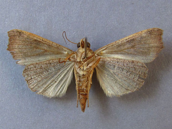 /filer/webapps/moths/media/images/S/sabulifera_Anomis_A_Baron_04.jpg