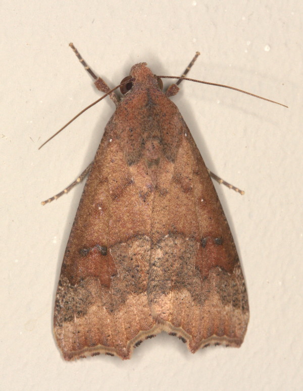 /filer/webapps/moths/media/images/S/sabulifera_Anomis_A_Heyns_02.jpg