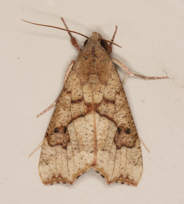 /filer/webapps/moths/media/images/S/sabulifera_Anomis_A_Heyns_03.jpg