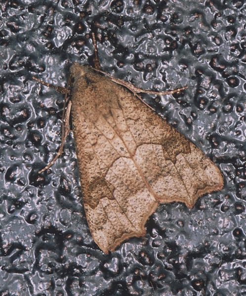 /filer/webapps/moths/media/images/S/sabulifera_Anomis_A_Roland_01.jpg