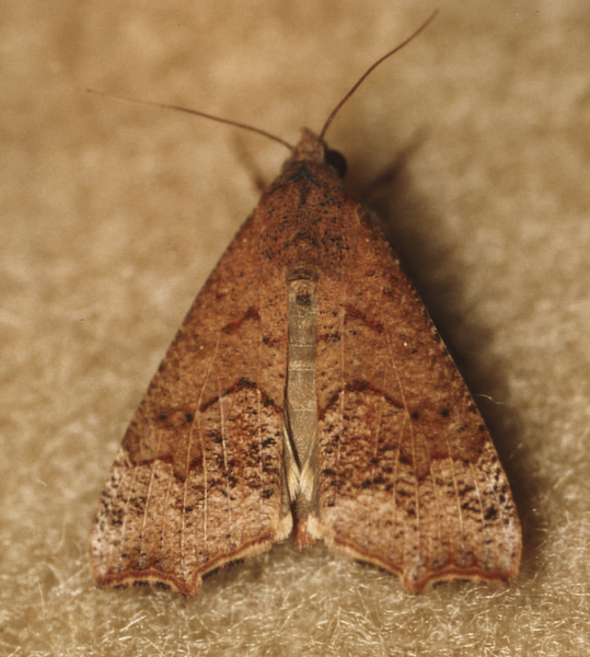 /filer/webapps/moths/media/images/S/sabulifera_Anomis_A_Roland_01w.jpg