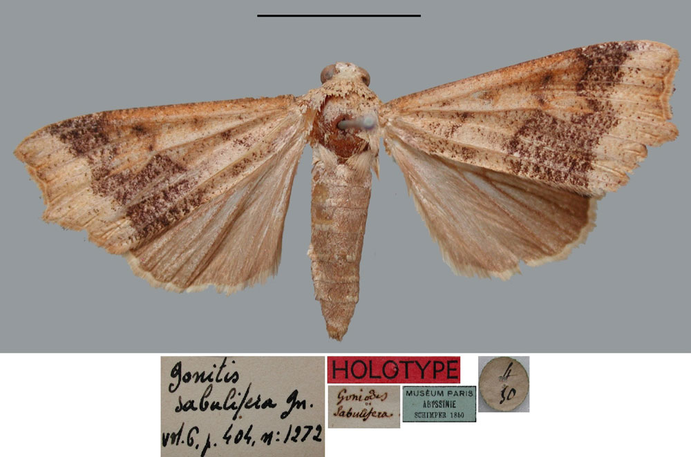 /filer/webapps/moths/media/images/S/sabulifera_Gonitis_HT_MNHN.jpg