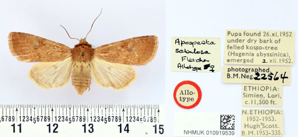 /filer/webapps/moths/media/images/S/sabulosa_Apospasta_AT_BMNH.jpg