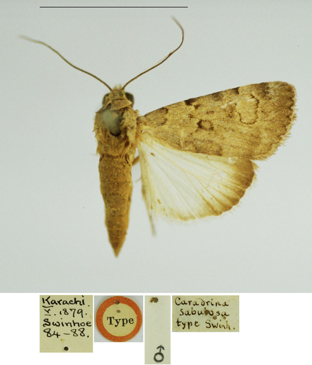 /filer/webapps/moths/media/images/S/sabulosa_Caradrina_HT_BMNH.jpg