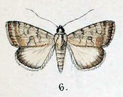 /filer/webapps/moths/media/images/S/sabulosa_Caradrina_HT_Swinhoe_47_6.jpg