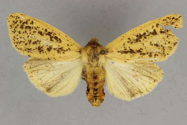 /filer/webapps/moths/media/images/S/sabulosa_Estigmene_AF_BMNH.jpg