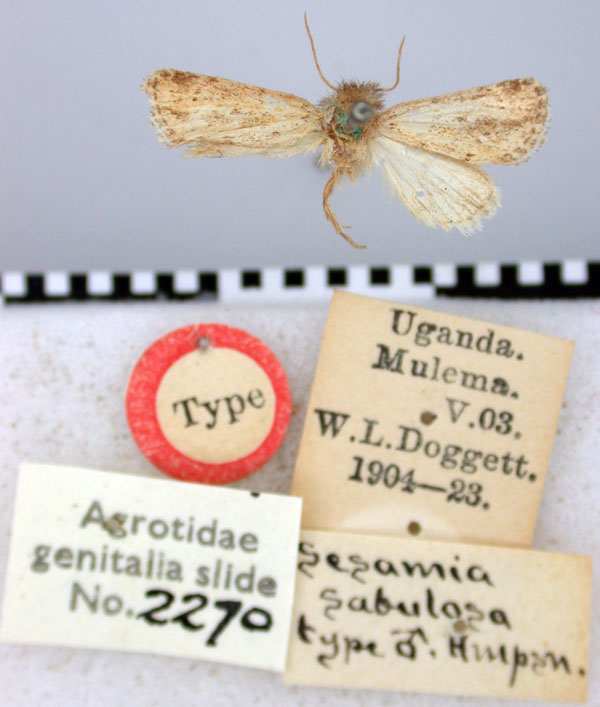 /filer/webapps/moths/media/images/S/sabulosa_Sesamia_HT_BMNH.jpg