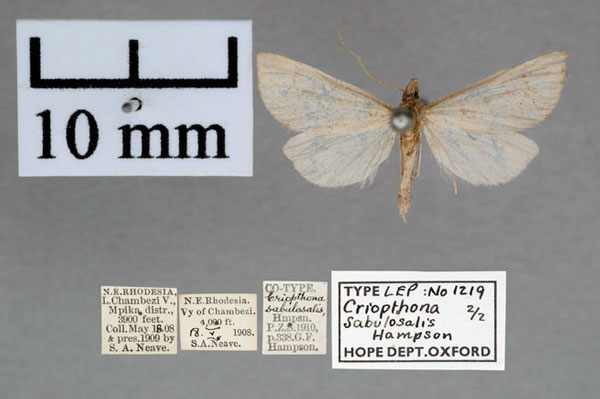 /filer/webapps/moths/media/images/S/sabulosalis_Criophthona_PTF_OUMNH_01.jpg