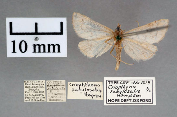 /filer/webapps/moths/media/images/S/sabulosalis_Criophthona_PT_OUMNH_02.jpg