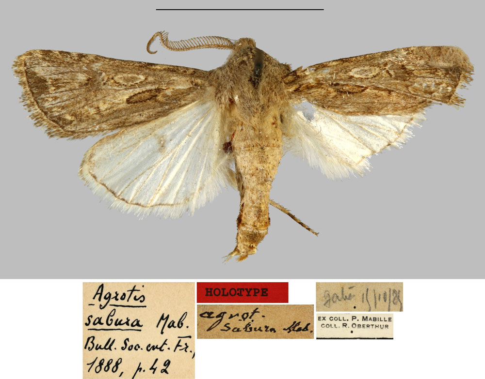 /filer/webapps/moths/media/images/S/sabura_Agrotis_HT_MNHN.jpg