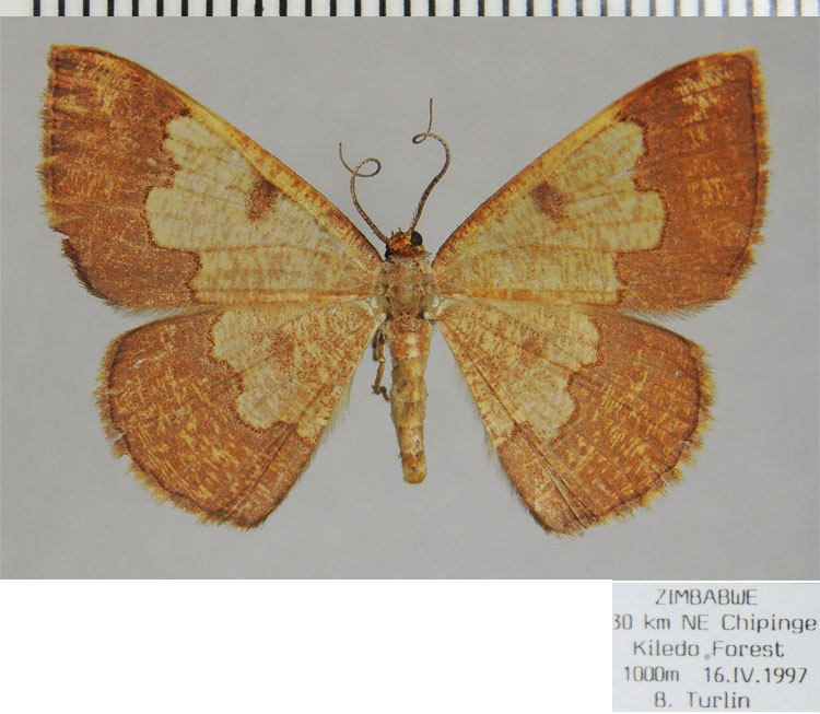 /filer/webapps/moths/media/images/S/saburra_Zamarada_AF_ZSM.jpg