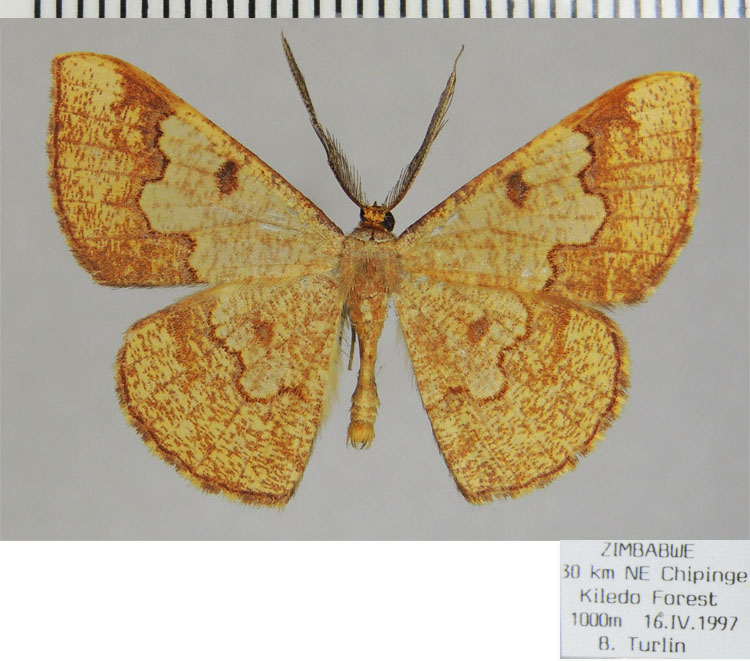/filer/webapps/moths/media/images/S/saburra_Zamarada_AM_ZSM.jpg