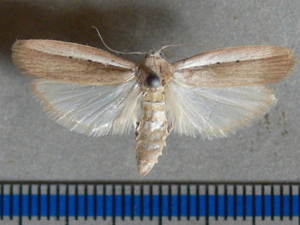 /filer/webapps/moths/media/images/S/saccharina_Eldana_A_Goff_01.jpg