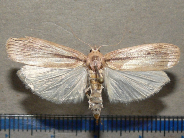 /filer/webapps/moths/media/images/S/saccharina_Eldana_A_Goff_02_2BgvirN.jpg