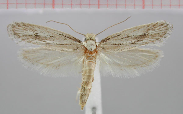 /filer/webapps/moths/media/images/S/saccusella_Scalmatica_HT_NMNW.jpg