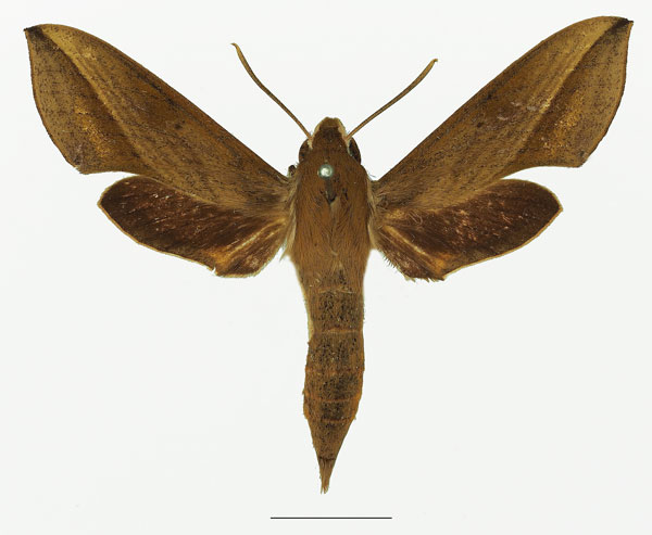 /filer/webapps/moths/media/images/S/saclavorum_Hippotion_AF_Basquina.jpg