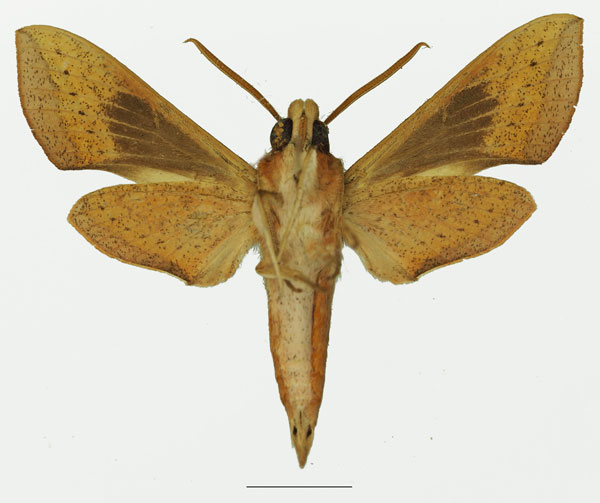 /filer/webapps/moths/media/images/S/saclavorum_Hippotion_AM_Basquinb.jpg