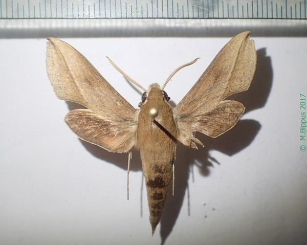 /filer/webapps/moths/media/images/S/saclavorum_Hippotion_A_Bippus.jpg
