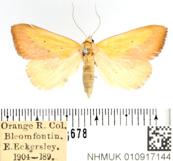 /filer/webapps/moths/media/images/S/sacraria_Phytometra_AF_BMNH.jpg