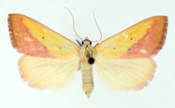 /filer/webapps/moths/media/images/S/sacraria_Phytometra_AF_TMSA_01.jpg