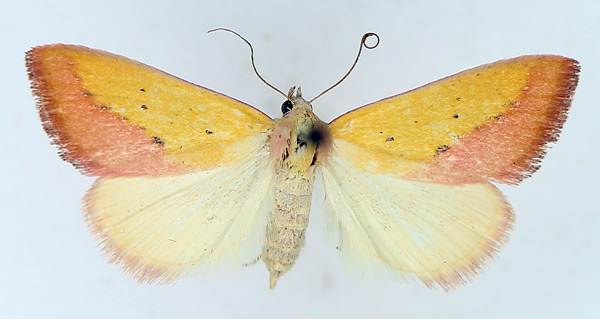 /filer/webapps/moths/media/images/S/sacraria_Phytometra_AF_TMSA_02.jpg