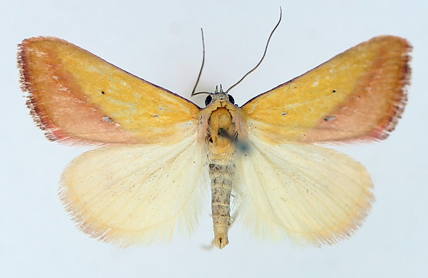 /filer/webapps/moths/media/images/S/sacraria_Phytometra_AM_TMSA_01.jpg