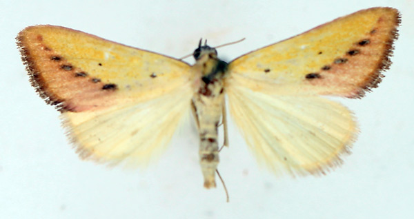 /filer/webapps/moths/media/images/S/sacraria_Phytometra_AM_TMSA_02.jpg