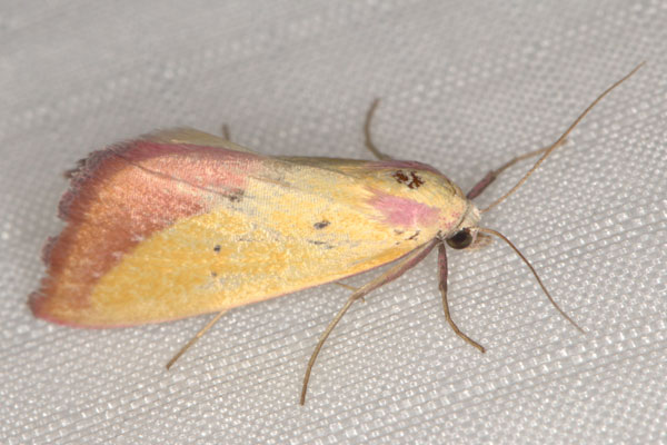 /filer/webapps/moths/media/images/S/sacraria_Phytometra_A_Heyns_01.jpg