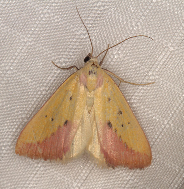 /filer/webapps/moths/media/images/S/sacraria_Phytometra_A_Heyns_02.jpg