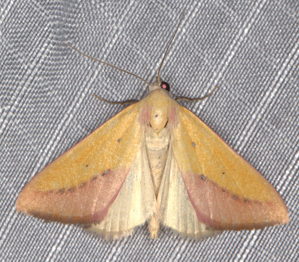 /filer/webapps/moths/media/images/S/sacraria_Phytometra_A_Heyns_03.jpg