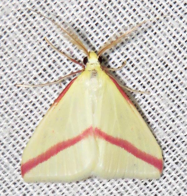 /filer/webapps/moths/media/images/S/sacraria_Rhodometra_A_Braun_12.jpg