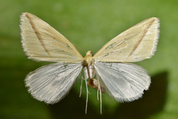 /filer/webapps/moths/media/images/S/sacraria_Rhodometra_A_Butler_02.jpg