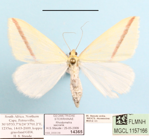 /filer/webapps/moths/media/images/S/sacraria_Rhodometra_A_MGCLa_01.JPG