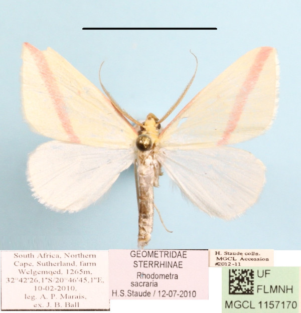 /filer/webapps/moths/media/images/S/sacraria_Rhodometra_A_MGCLa_02.JPG