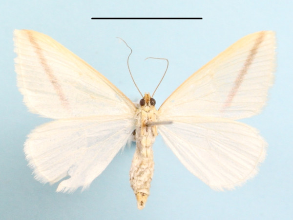 /filer/webapps/moths/media/images/S/sacraria_Rhodometra_A_MGCLb_01.JPG
