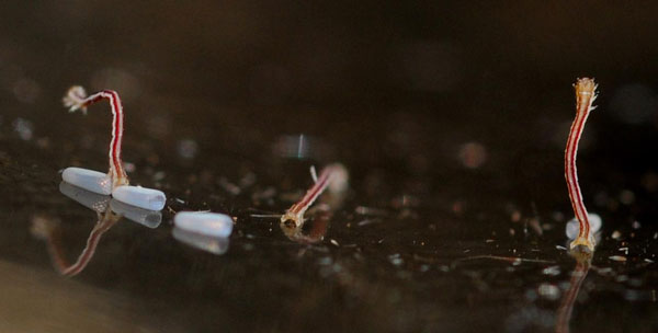 /filer/webapps/moths/media/images/S/sacraria_Rhodometra_C_King.jpg