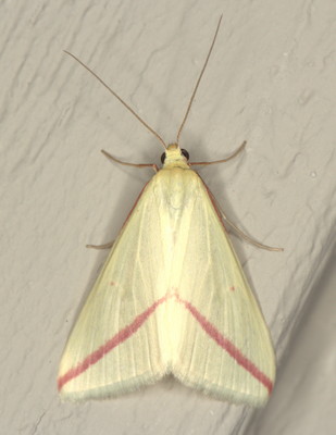 /filer/webapps/moths/media/images/S/sacraria_Rhodometra_F_Heyns_02.jpg